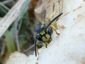 Wespe frisst Fallbirne